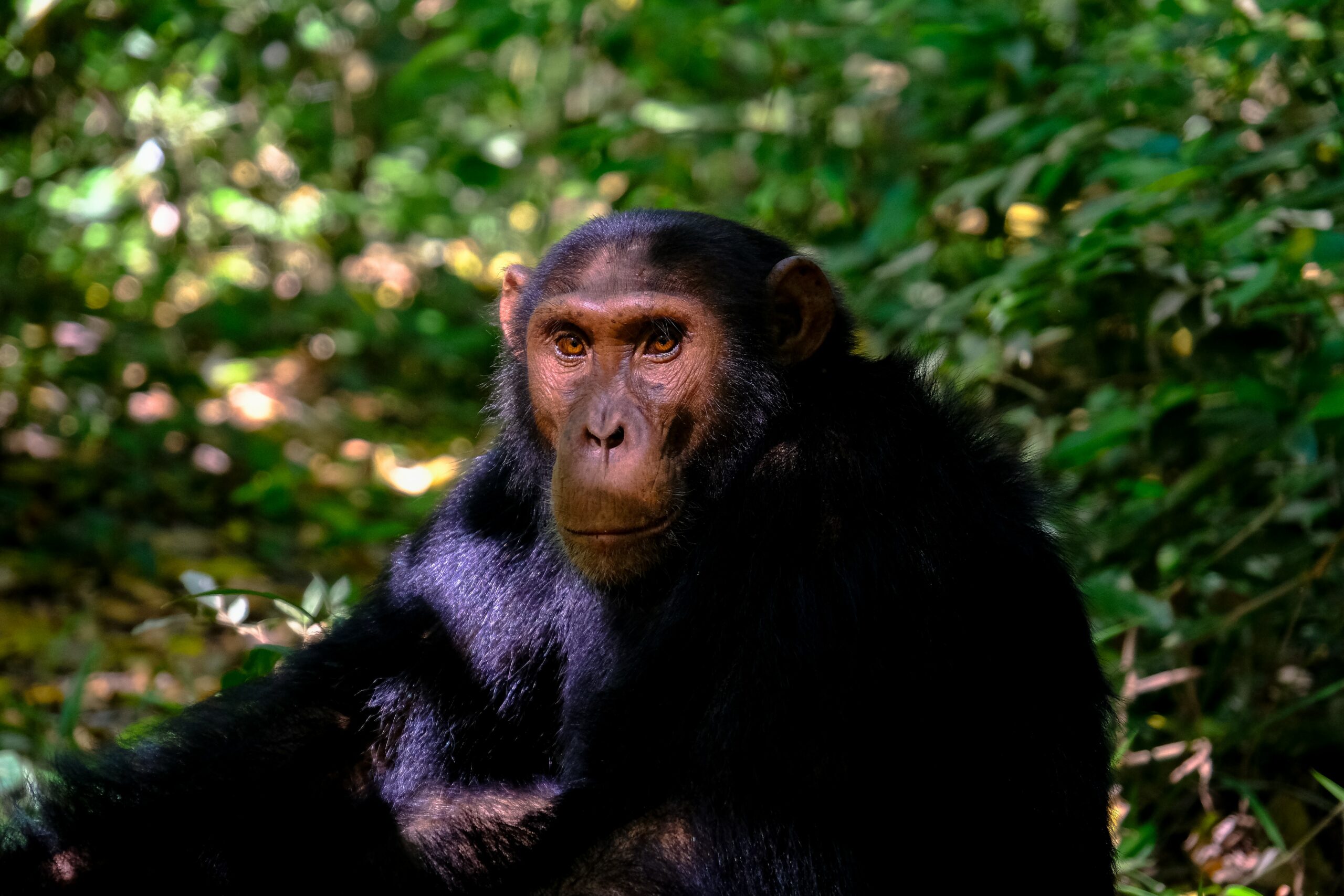 Lethal attacks on gorillas by chimpanzees  (part 3 of 4)