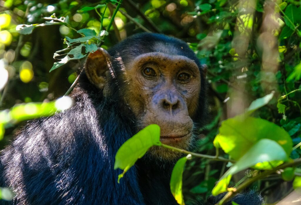 chimpanzees4