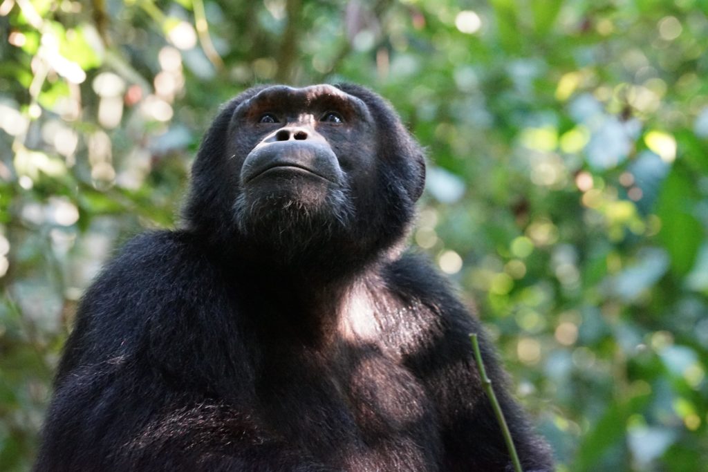 Lethal attacks on gorillas by chimpanzees