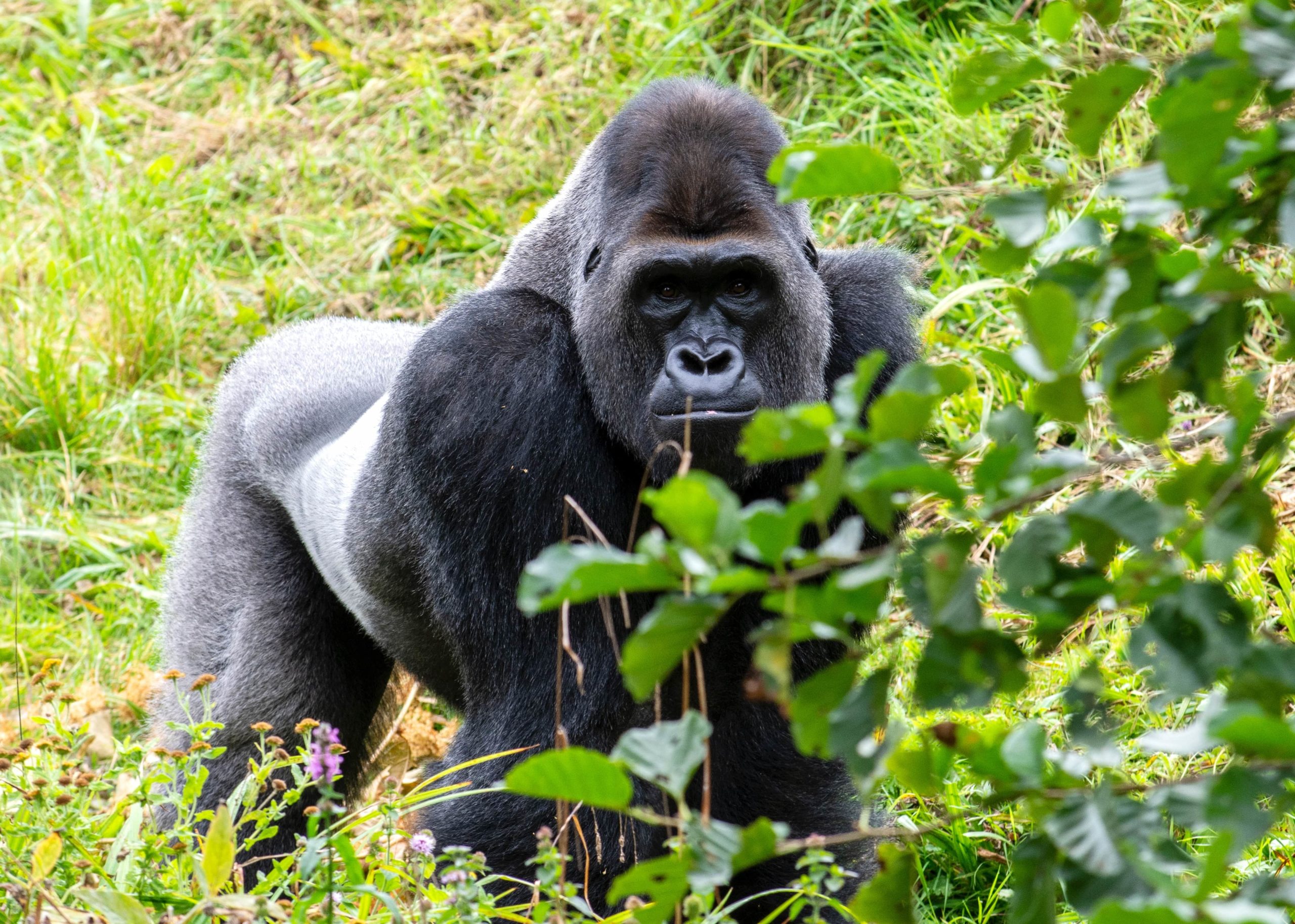 Climate change affects the relationship between chimps and gorillas in the wild